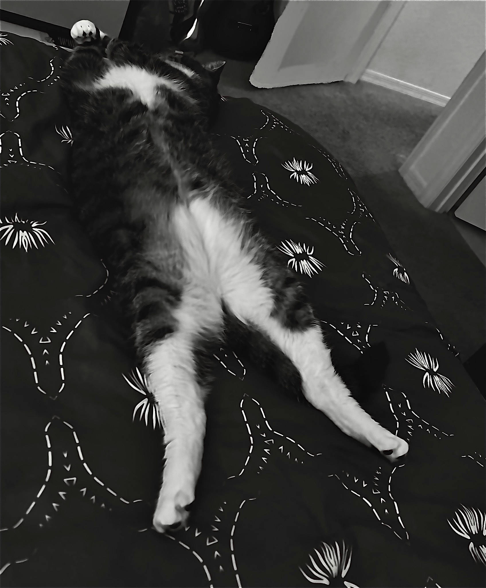 Bryce joined the competition — help win amazing prizes! black, black_and_white, canidae, carnivore, cat, comfort, companion_dog, dog_breed, domestic_short_haired_cat, felidae, fur, human_leg, monochrome, monochrome_photography, room, small_to_medium_sized_cats, style, tail, tints_and_shades, whiskers