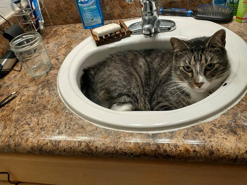 Bryce is registered to the contest to win money with this photo: bathroom, bathroom_sink, carnivore, cat, ceramic, countertop, domestic_short_haired_cat, felidae, fluid, fur, liquid_hand_soap, plumbing, plumbing_fixture, room, serveware, sink, small_to_medium_sized_cats, tail, tap, whiskers