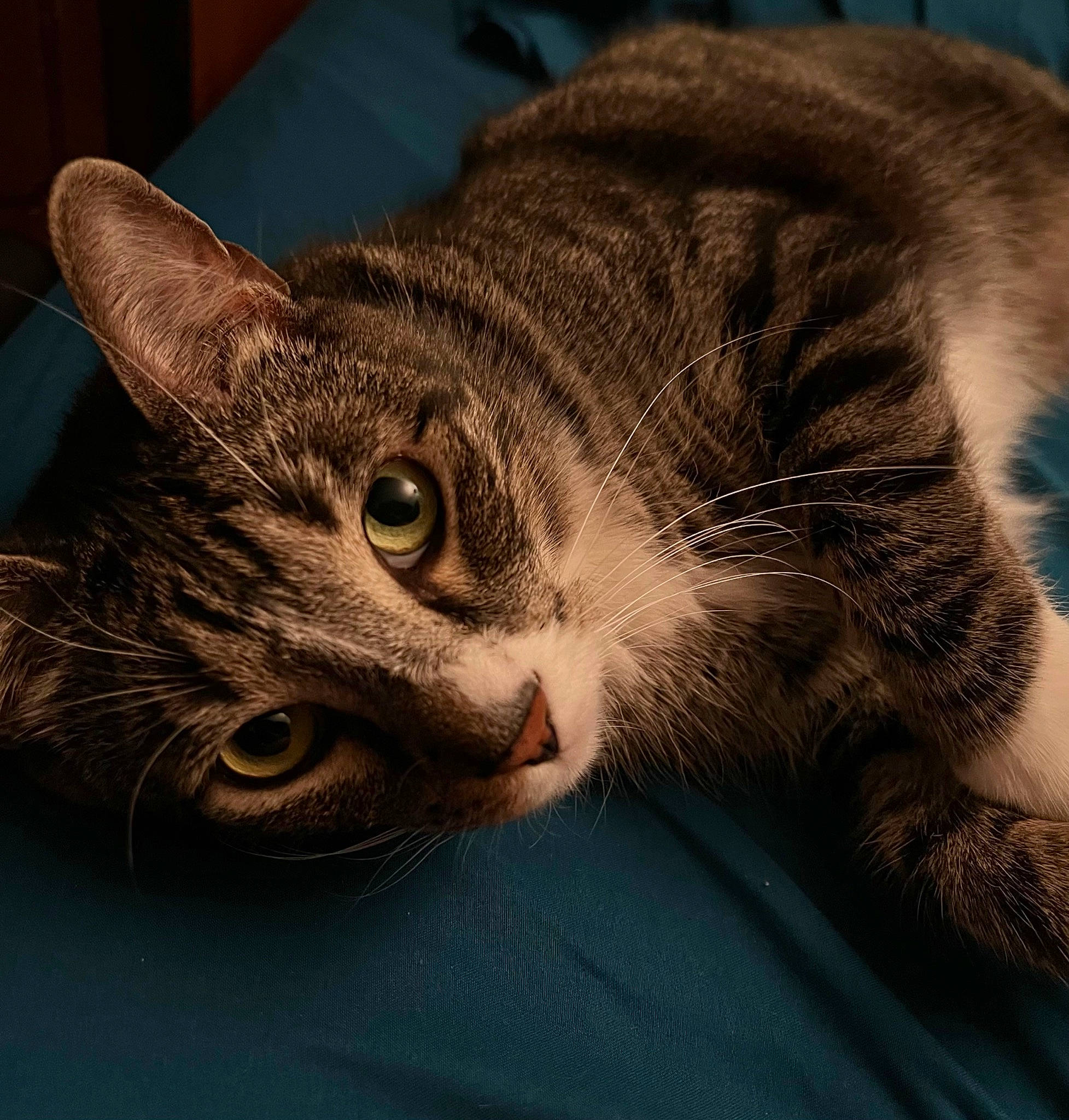 Bryce is registered to the contest to win money with this photo: carnivore, cat, cat_supply, close_up, comfort, domestic_short_haired_cat, felidae, fur, grey, paw, small_to_medium_sized_cats, snout, tail, terrestrial_animal, tree, whiskers