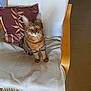 alert, blanket, cat, chair, cozy, domestic_animal, feline, floor, fur, green_eyes, indoor, natural_light, pet, pillow, relaxed, sitting, striped, tabby, whiskers, wooden_armchair
