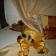 Stella participe au concours pour gagner de l'argent avec cette photo : animal, blanket, cat, comfort, couch, cozy, feline, fur, furniture, home, indoor, mammal, paws, pet, relaxed, resting, sleeping, striped, tabby_cat, tail