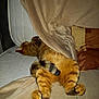 animal, blanket, cat, comfort, couch, cozy, feline, fur, furniture, home, indoor, mammal, paws, pet, relaxed, resting, sleeping, striped, tabby_cat, tail
