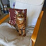 Stella a rejoint le concours — aidez-le/la à gagner de superbes lots ! blanket, cat, chair, cushion, domestic_cat, ears, feline, floor, fur, green_eyes, home, indoor, looking_up, pet, relaxing, seated, striped, tabby, whiskers, wooden_armchair