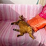 Stella a rejoint le concours — aidez-le/la à gagner de superbes lots ! cat, couch, cozy, cute, feline, fur, home, indoor, living_room, orange_pillow, pet, pillow, pink, relaxed, resting, striped, sunlight, tabby, whiskers, yawning