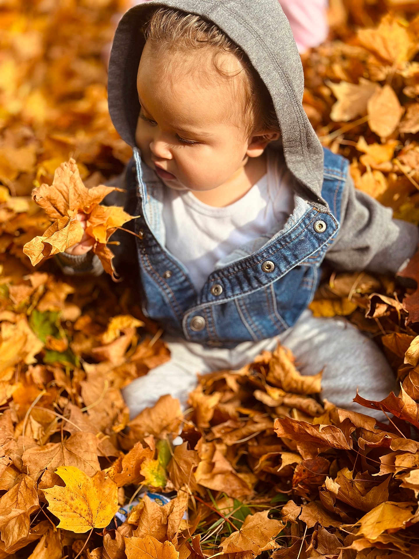 Ethan joined the competition — help win amazing prizes! toddler, child, autumn, fall_leaves, leaves, outdoor, nature, curious, denim_jacket, hoodie, casual_clothing, sitting, seasonal, playful, exploration, daylight, young_child, skin, face, portrait