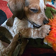 Lincoln Abe is registered to the contest to win money with this photo: puppy, dog, brown_fur, white_fur, toy, orange, playful, sleepy, paw, blanket, indoor, pet, cute, animal, young, close_up, resting, fuzzy_toy, napping, cozy
