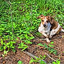 Lincoln Abe joined the competition — help win amazing prizes! dog, scratching, forest, greenery, plants, leaves, nature, outdoor, animal, brown_and_white_dog, ground, twigs, foliage, playful, canine, scratching_ear, woods, tree_stump, natural, daylight