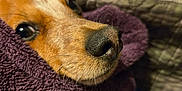 Lincoln Abe joined the competition — help win amazing prizes! dog, towel, snout, nose, brown, fur, cozy, indoor, blanket, pet, cute, animal, closeup, relaxed, sleepy, face, soft, texture, comfort, resting