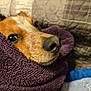 dog, towel, snout, nose, brown, fur, cozy, indoor, blanket, pet, cute, animal, closeup, relaxed, sleepy, face, soft, texture, comfort, resting