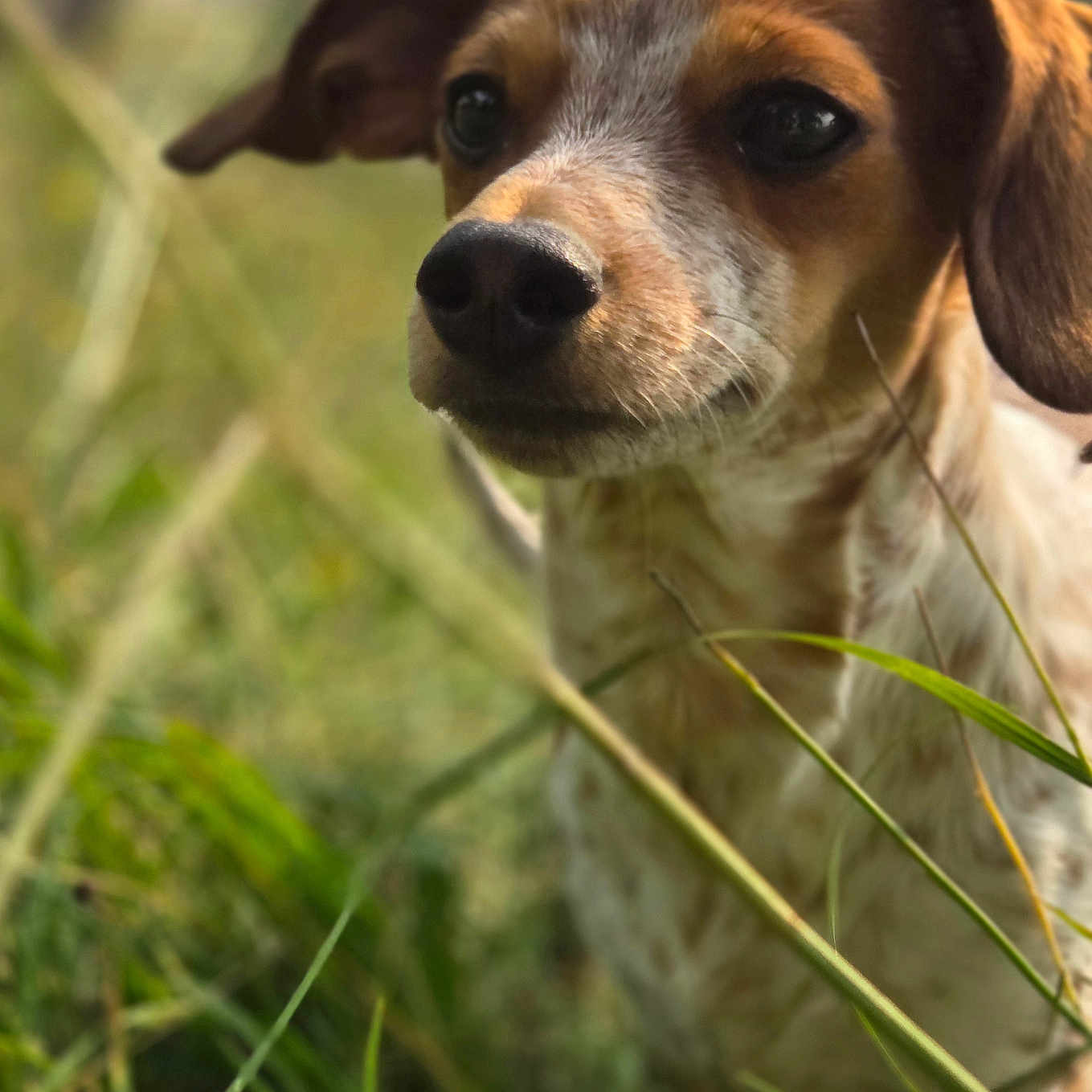 Lincoln Abe is registered to the contest to win money with this photo: animal, background_blur, brown_fur, canine, close_up, curious, dog, ears, field, floppy_ears, grass, nature, nose, outdoor, pet, portrait, snout, whiskers, white_fur, young_dog