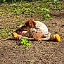 Lincoln Abe is registered to the contest to win money with this photo: dog, toy, rope_toy, plush_toy, outdoor, nature, grass, dirt, sunlight, playful, pet, animal, chewing, resting, brown, white, fur, greenery, summer, ground