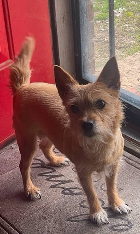 Zoey is registered to the contest to win money with this photo: canidae, carnivore, companion_dog, dog, dog_breed, fawn, flooring, liver, non_sporting_group, puppy, road_surface, small_terrier, snout, sporting_group, tail, terrestrial_animal, terrier, toy_dog, whiskers, working_animal