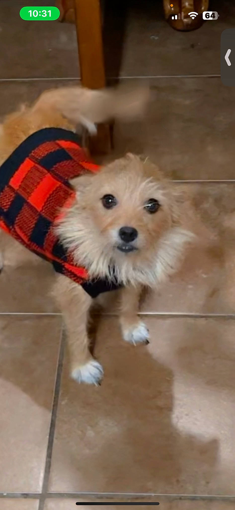 Zoey is registered to the contest to win money with this photo: carnivore, collar, companion_dog, dog, dog_breed, dog_clothes, dog_supply, firefighter, flooring, fur, hardwood, pattern, pet_supply, plaid, small_terrier, tartan, terrier, toy, toy_dog, working_animal