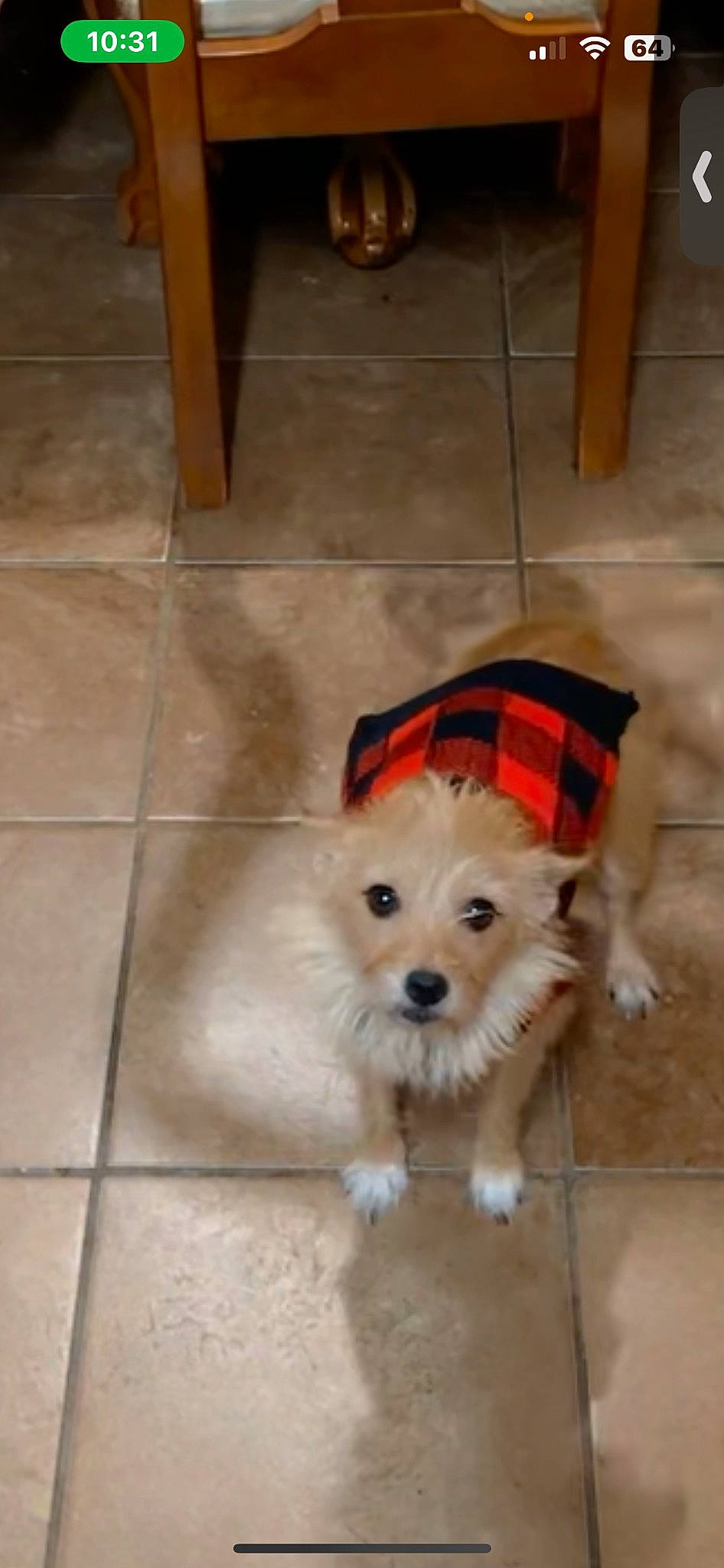 Zoey joined the competition — help win amazing prizes! canidae, carnivore, companion_dog, dog, dog_breed, dog_supply, fawn, floor, flooring, fur, hardwood, pet_supply, small_terrier, snout, sporting_group, terrier, tile_flooring, toy_dog, wood, working_animal