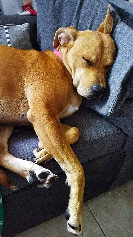 Nikki participe au concours pour gagner de l'argent avec cette photo : bored, canidae, carnivore, comfort, companion_dog, dog, dog_breed, fawn, non_sporting_group, paw, snout, tail, whiskers, working_animal