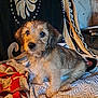 puppy, dog, pet, blanket, cozy, indoor, fur, cute, animal, young, small, sitting, looking, ears, face, tail, comfort, home, pattern, fabric