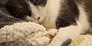 Simon joined the competition — help win amazing prizes! cat, black_and_white, sleeping, pet, fur, whiskers, paw, blanket, soft_texture, cozy, indoor, resting, animal, cute, feline, closeup, relaxation, warm, comfort, laying_down