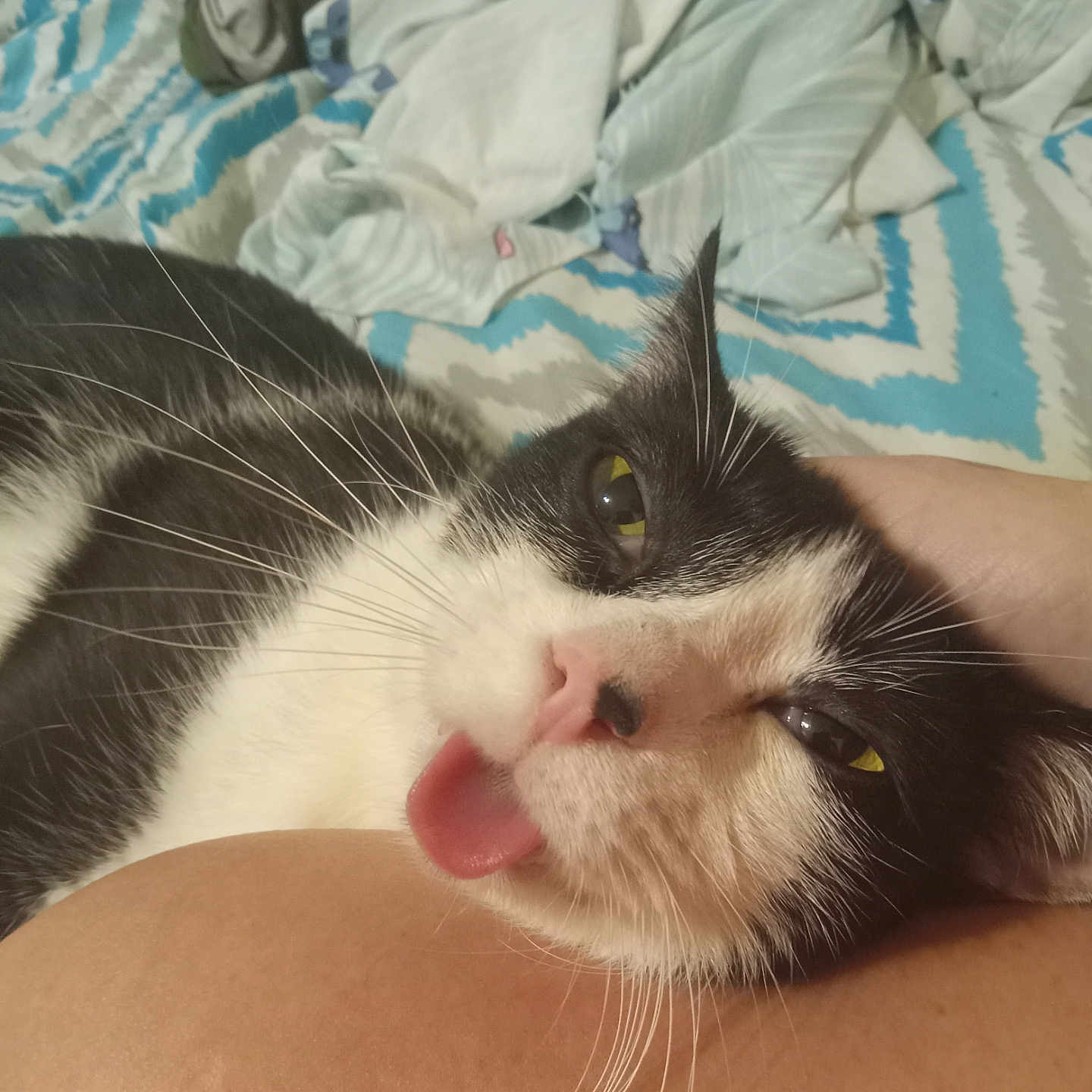 Simon joined the competition — help win amazing prizes! animal, bed, black_and_white, blanket, cat, close_up, cozy, cute, domestic_animal, feline, fur, human_arm, indoor, pet, portrait, relaxed, resting, sleepy, tongue_out, whiskers