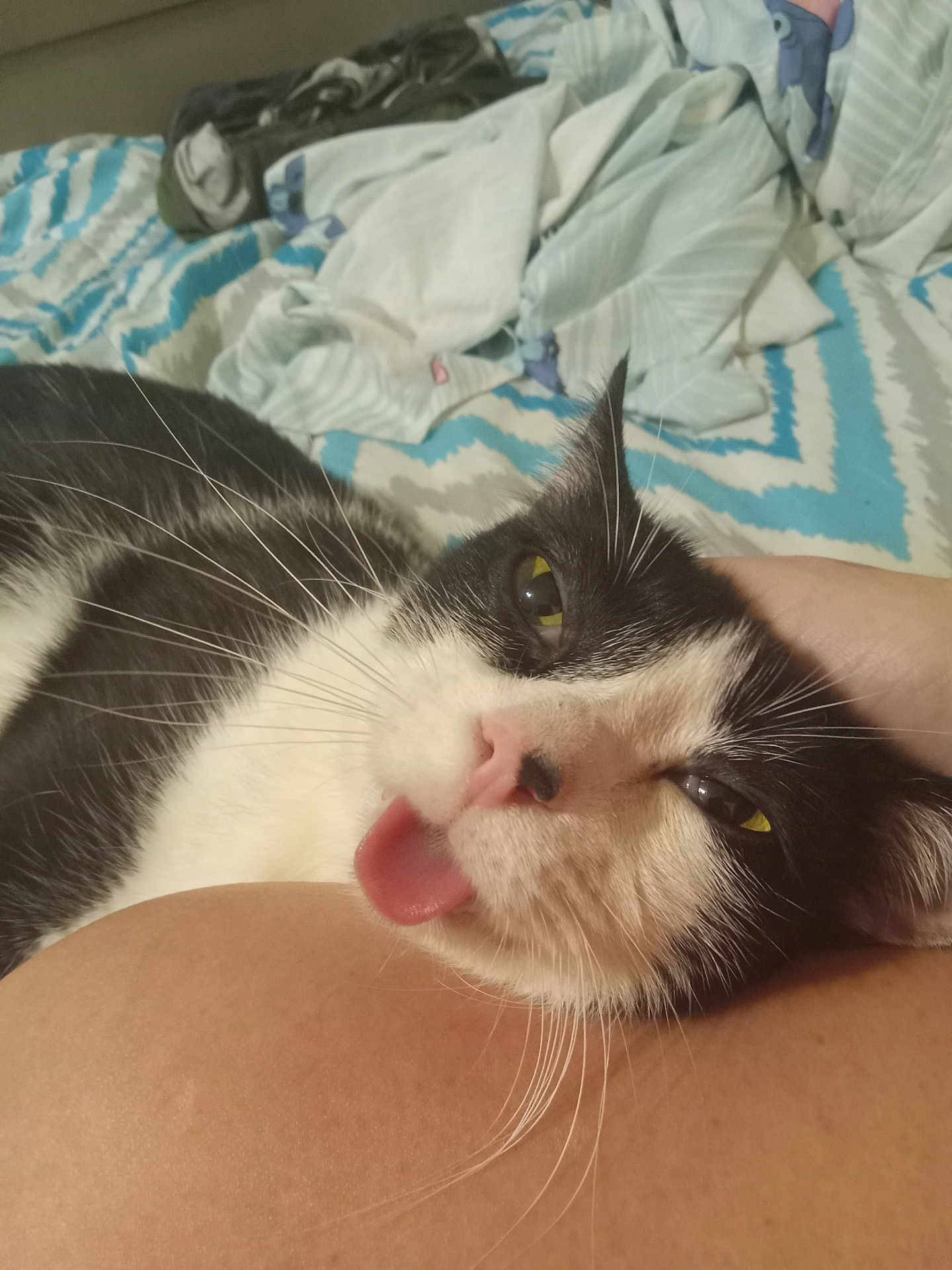 Simon joined the competition — help win amazing prizes! cat, black_and_white, tongue_out, resting, bed, blanket, human_arm, whiskers, close_up, indoor, cozy, pet, feline, relaxed, sleepy, cute, domestic_animal, fur, portrait, animal