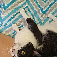 Simon is registered to the contest to win money with this photo: cat, black_and_white, yellow_eyes, tongue_out, bed, blanket, patterned_blanket, indoor, pet, fur, whiskers, relaxed, lying_down, close_up, animal, cute, soft, resting, domestic_cat, cozy