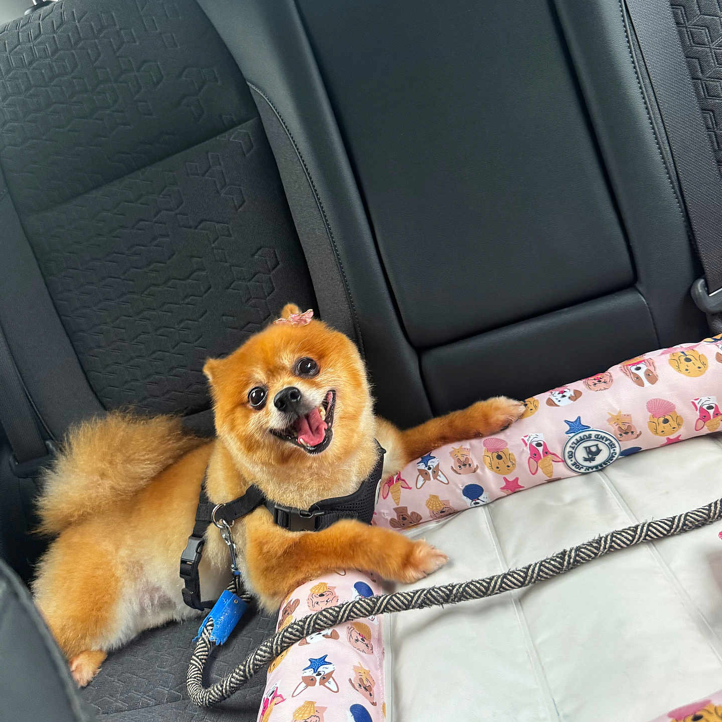 Blue joined the competition — help win amazing prizes! animal, backseat, car_interior, companion, cute, dog, domestic_animal, fabric, fur, happy, harness, leash, pet_bed, pomeranian, resting, seatbelt, smiling, toy, transportation, travel