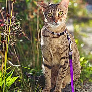 Zanele joined the competition — help win amazing prizes! cat, animal, pet, leash, purple_leash, outdoor, greenery, plant, nature, fur, spotted, sitting, portrait, whiskers, eyes, sunlight, stone, curious, closeup, garden