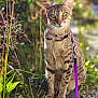 cat, animal, pet, leash, purple_leash, outdoor, greenery, plant, nature, fur, spotted, sitting, portrait, whiskers, eyes, sunlight, stone, curious, closeup, garden