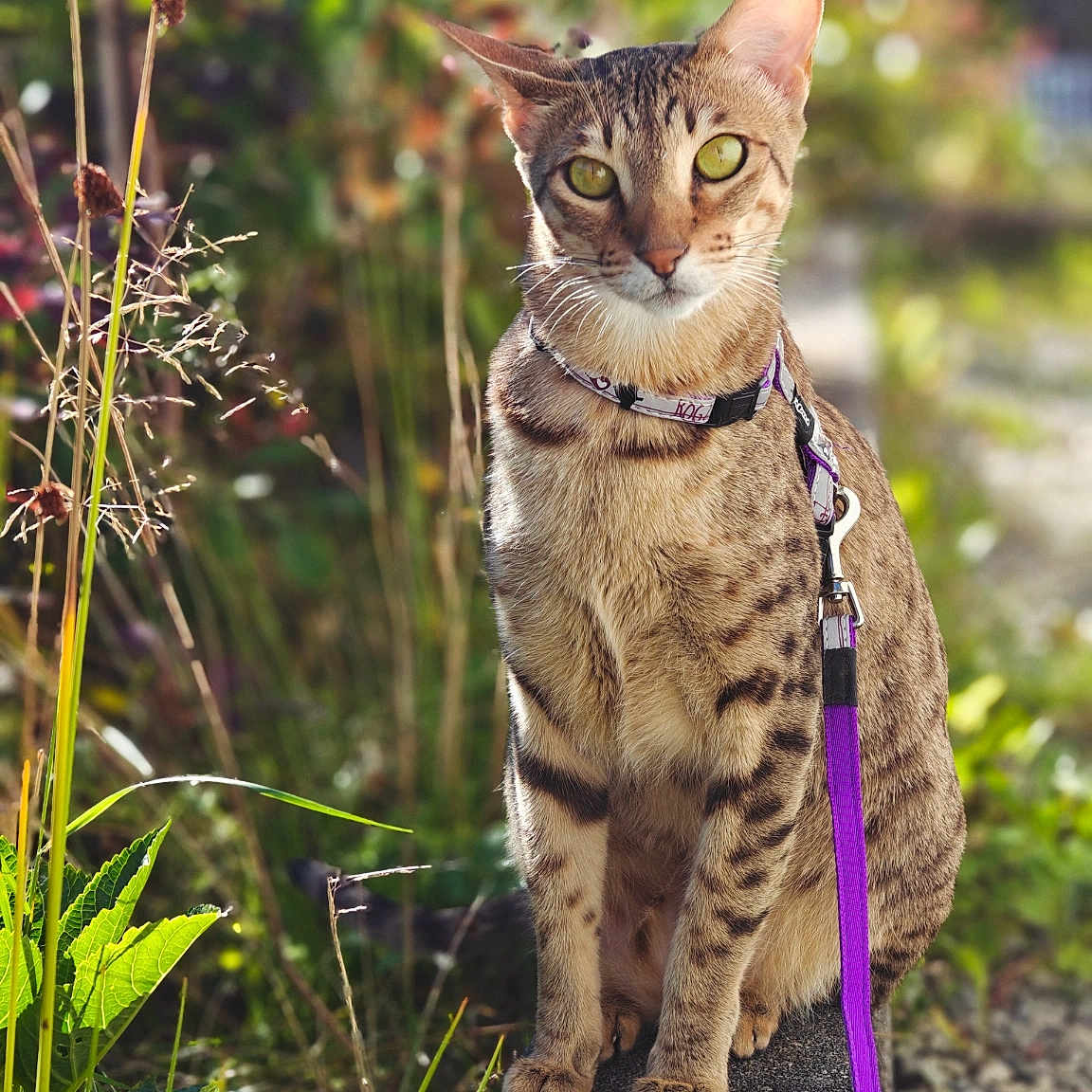 Zanele joined the competition — help win amazing prizes! animal, cat, closeup, curious, eyes, fur, garden, greenery, leash, nature, outdoor, pet, plant, portrait, purple_leash, sitting, spotted, stone, sunlight, whiskers