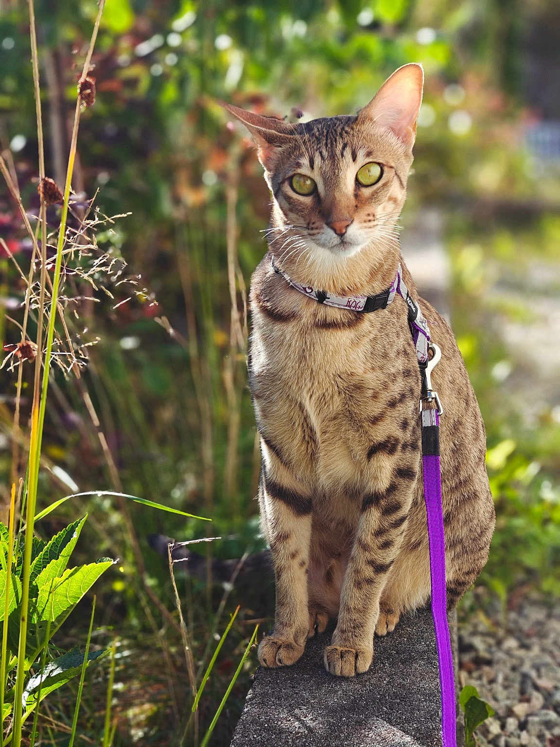 Zanele joined the competition — help win amazing prizes! cat, animal, pet, leash, purple_leash, outdoor, greenery, plant, nature, fur, spotted, sitting, portrait, whiskers, eyes, sunlight, stone, curious, closeup, garden