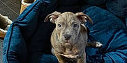 Remi is registered to the contest to win money with this photo: animal, blue, brown_puppy, cozy, cute, dog, dog_bed, domestic, floor, furniture, home, indoor, knitted_sweater, looking_at_camera, pet, puppy, slippers, toy, wooden_floor, young_dog