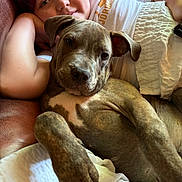 Remi is registered to the contest to win money with this photo: arm, blanket, brown_dog, casual, child, close_up, comfort, couch, cute, dog, face, friendship, home, indoor, lying_down, pet, pink_hair, puppy, relaxed, white_clothing