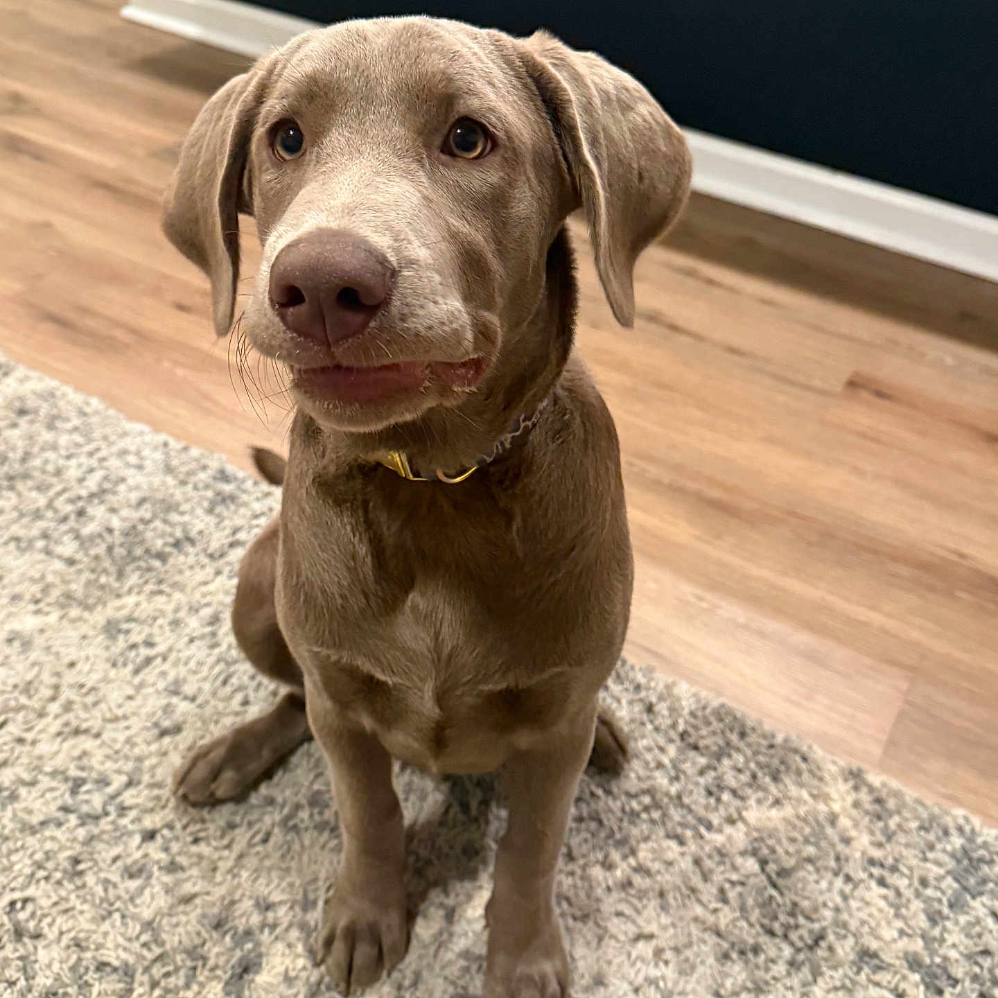 Cojo is registered to the contest to win money with this photo: attention, brown_fur, canine, collar, companion, cute, dog, domestic_animal, ears, expression, floor, indoor, looking_up, muzzle, pet, rug, sitting, wall, whiskers, wooden_floor