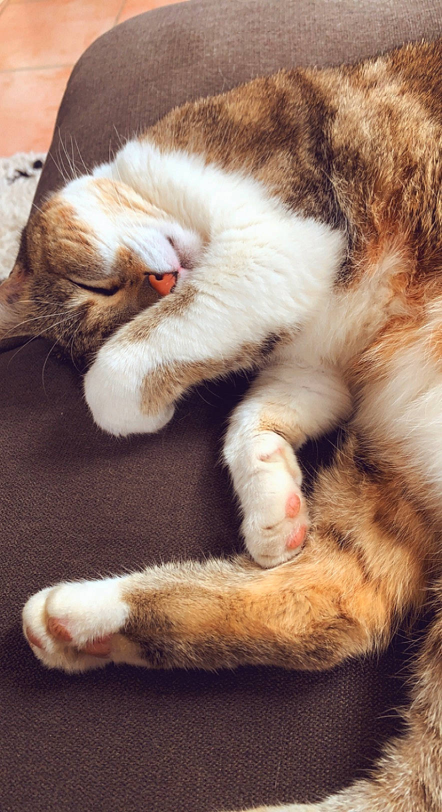 Nala participe au concours pour gagner de l'argent avec cette photo : carnivore, cat, claw, comfort, domestic_short_haired_cat, fawn, felidae, fur, nap, paw, sleep, small_to_medium_sized_cats, snout, tail, terrestrial_animal, whiskers