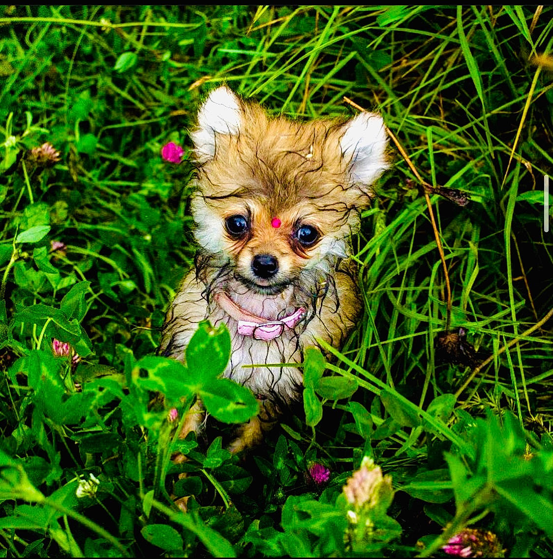 Hada is registered to the contest to win money with this photo: canidae, carnivore, companion_dog, dog, dog_breed, fawn, flower, font, grass, grassland, groundcover, happy, lawn, organism, people_in_nature, plant, snout, sporting_group, terrestrial_plant, toy_dog