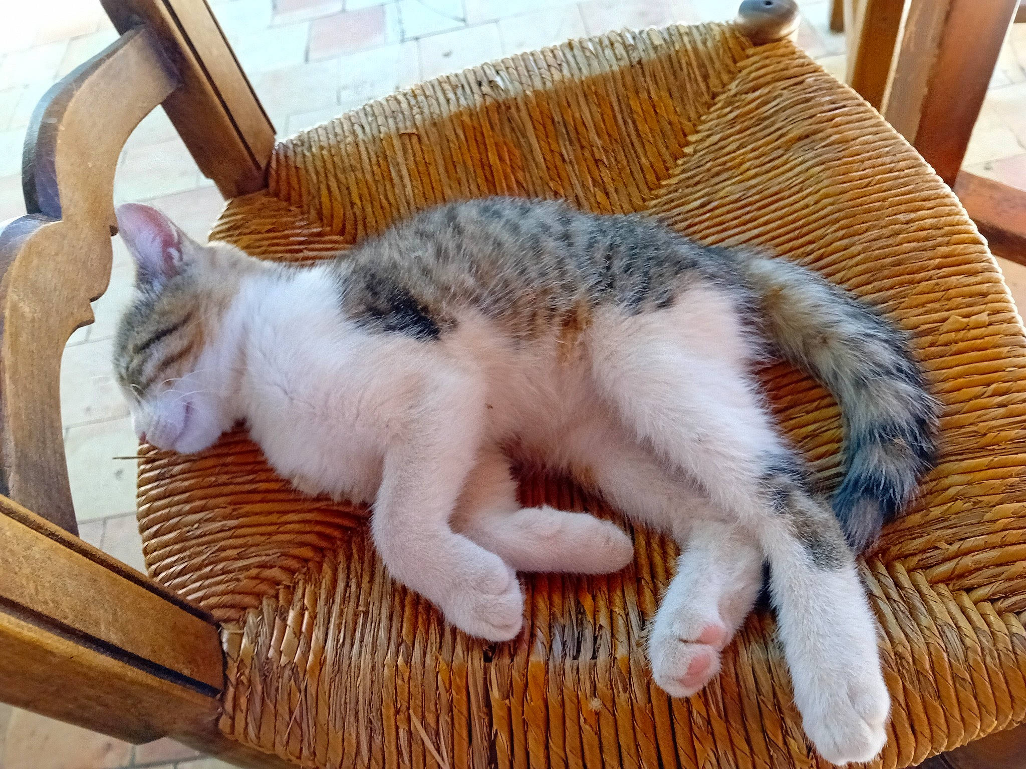 Crouton participe au concours pour gagner de l'argent avec cette photo : carnivore, cat, cat_supply, claw, comfort, domestic_short_haired_cat, fawn, felidae, flooring, foot, fur, hardwood, nap, paw, small_to_medium_sized_cats, tail, terrestrial_animal, whiskers, wood, wool