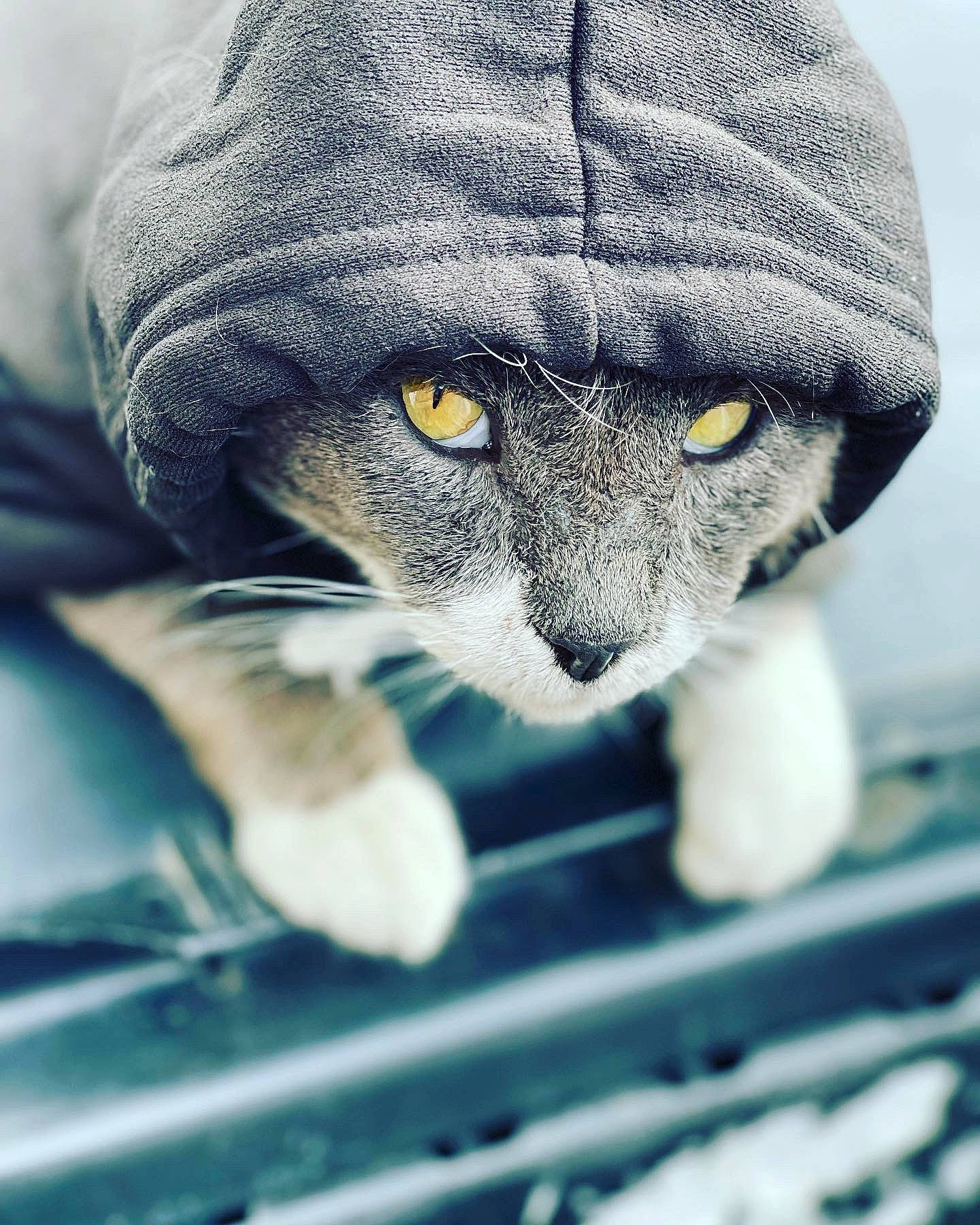 Bully is registered to the contest to win money with this photo: canidae, cap, carnivore, cat, claw, comfort, dog_breed, domestic_short_haired_cat, electric_blue, facial_hair, felidae, fur, grey, hat, monochrome_photography, russian_blue, small_to_medium_sized_cats, snout, whiskers, wildlife
