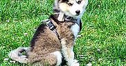 Aya participe au concours pour gagner de l'argent avec cette photo : animal, canine, collar, cute, daytime, dog, eyes, field, flower, fur, grass, green, husky, leash, nature, outdoor, pet, puppy, sitting, young