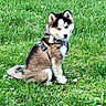 Aya participe au concours pour gagner de l'argent avec cette photo : puppy, dog, husky, grass, outdoor, pet, animal, young, sitting, nature, green, field, flower, fur, cute, collar, leash, canine, eyes, daytime