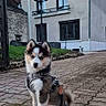 Aya a rejoint le concours — aidez-le/la à gagner de superbes lots ! puppy, dog, leash, sidewalk, house, streetlamp, tree, outdoor, pet, cute, fur, sitting, path, sky, building, window, collar, young, animal, daylight