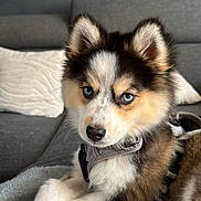 Aya participe au concours pour gagner de l'argent avec cette photo : puppy, dog, husky, blue_eyes, fur, pet, indoor, blanket, couch, pillow, adorable, cute, animal, young_dog, resting, furry, domestic_animal, canine, portrait, laying_down