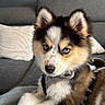 puppy, dog, husky, blue_eyes, fur, pet, indoor, blanket, couch, pillow, adorable, cute, animal, young_dog, resting, furry, domestic_animal, canine, portrait, laying_down