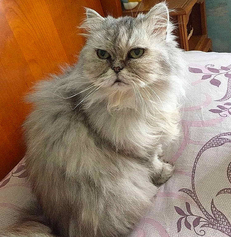 Patty a rejoint le concours — aidez-le/la à gagner de superbes lots ! asian_semi_longhair, british_longhair, british_semi_longhair, carnivore, cat, domestic_long_haired_cat, fawn, felidae, fur, himalayan, kitten, mammal, napoleon_cat, norwegian_forest_cat, persian, ragamuffin, ragdoll, small_to_medium_sized_cats, vertebrate, whiskers