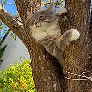 Simeo participe au concours pour gagner de l'argent avec cette photo : animal, branch, cat, climbing, closeup, curious, daylight, fluffy, fur, gray_cat, greenery, leaves, nature, orange_berries, outdoor, pet, sky, tree, white_paws, wildlife