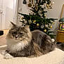 Simeo participe au concours pour gagner de l'argent avec cette photo : animal, cat, christmas_tree, cozy, decorations, domestic, fluffy, furniture, gray, holiday, indoor, lamp, living_room, ornaments, pet, plant, relaxed, table, white, wood_floor