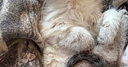 Miller is registered to the contest to win money with this photo: kitten, sleeping, fluffy, cat, cozy, blanket, fur, cute, nap, relaxed, animal, pet, whiskers, small, soft, rest, adorable, feline, comfort, domestic