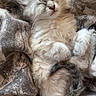 kitten, sleeping, fluffy, cat, cozy, blanket, fur, cute, nap, relaxed, animal, pet, whiskers, small, soft, rest, adorable, feline, comfort, domestic