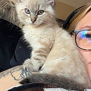 Miller joined the competition — help win amazing prizes! kitten, cat, blue_eyes, fluffy, person, glasses, headset, tattoo, blanket, indoor, portrait, cute, pet, animal, feline, cozy, resting, close_up, young, soft