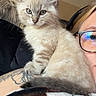 kitten, cat, blue_eyes, fluffy, person, glasses, headset, tattoo, blanket, indoor, portrait, cute, pet, animal, feline, cozy, resting, close_up, young, soft