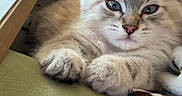 Miller is registered to the contest to win money with this photo: animal, blanket, cat, couch, cozy, cute, domestic, ears, face, fluffy, fur, furniture, indoor, kitten, paw, pet, relaxed, resting, whiskers, young