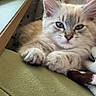 Miller is registered to the contest to win money with this photo: kitten, cat, fluffy, pet, indoor, couch, blanket, furniture, relaxed, cute, young, animal, domestic, cozy, paw, whiskers, ears, face, fur, resting